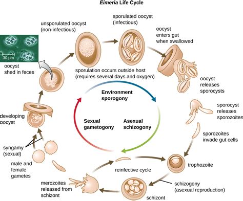  Eimeria! Een microscopische parasiet die je darmflora flink op de proef stelt