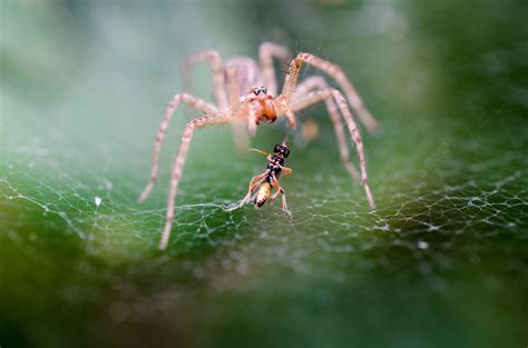  Fregatvogelspin! Een Arachnide Met Lichtgevende Spinnenwebben Die Je Zal Verbijsteren