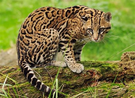  Oorsprong van de Ocelot! Een nachtdieren roofdier met een gevlekte vacht die perfect gecamoufleerd is voor de jungle