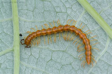 Eurygona: Een schitterende diplopode met een rijkelijke voorliefde voor vervellen en verborgene schatten!