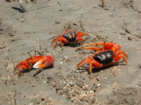  Fiddler Crab: Een Meesterlijke Muzikant met een Onverwachte Passie voor Eiwitrijke Snacks!