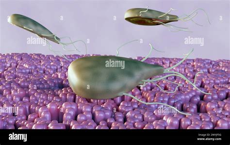 Isospora: Een microscopische parasiet die zich nestelt in de darmen van onze harige vrienden!