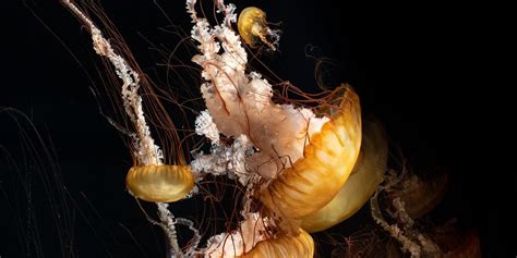  Jellyfish:  Ontdek De Fascinerende Wêreld Van Deze Transparante Sterren Van De Oceaan!