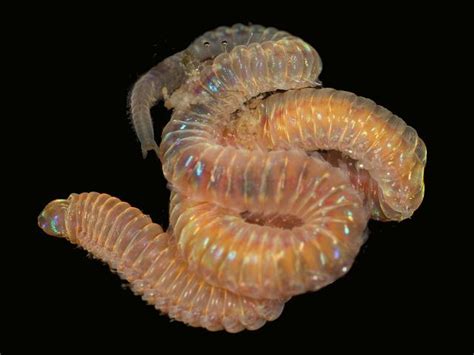  Lumbrineris! Een burijnde worm met een smaak voor sediment en de mysterieuze diepten van de oceaan