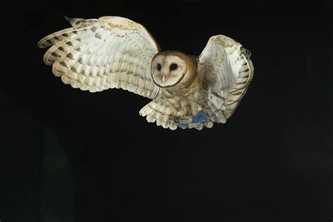  Owl: Een nachtvarend roofdier met een hypnotiserende blik!