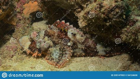 Quinquescriptus: De schitterende, kleurrijke spons die op de zeebodem ligt!