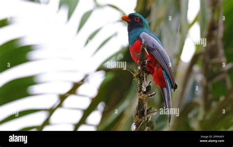  Trogon: Een kleurrijke vogel met een fascinerende staart en een unieke geluidsproductie!