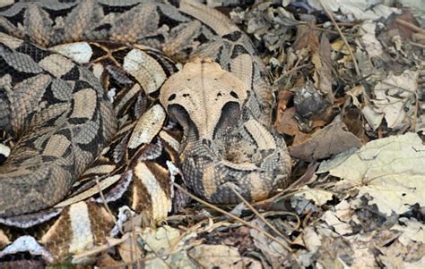  Uganda Green Snake: Een reptiel met een fascinerende camouflage en een onverwachts snelle topsnelheid!