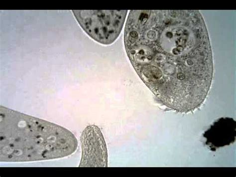  Urostyla: Een Microscopisch Wonder dat Glijdt en Springt Door het Zoete Leven!