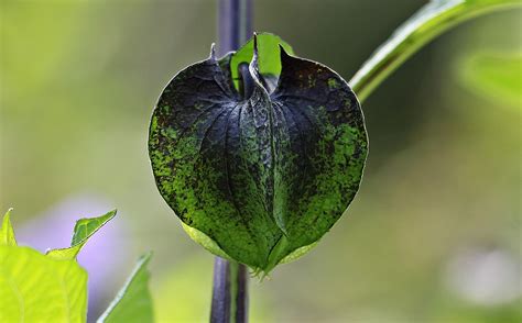  Urticina, een schijngenadige bloem met giftige armen!