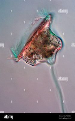   Vorticella! Een Microscopische Wonderwereld van Wervelende Ciliën en Snelle Prooidvangst