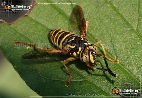  Yellowjacket: Een klein insect met een groot temperament en een onverzadigbare dorst naar zoetigheid!